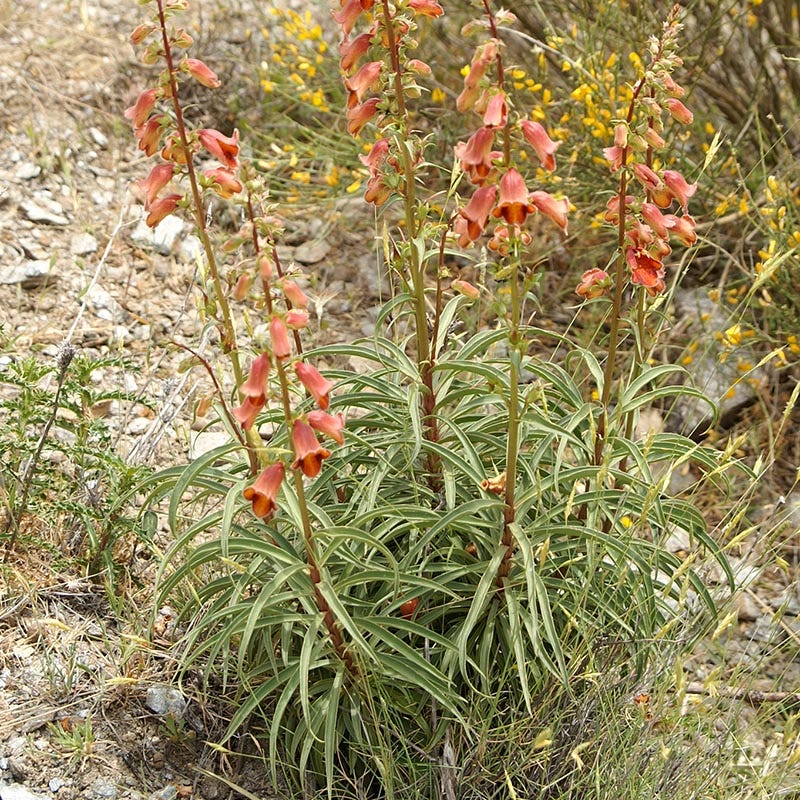 Sunset® Foxglove - Image 3