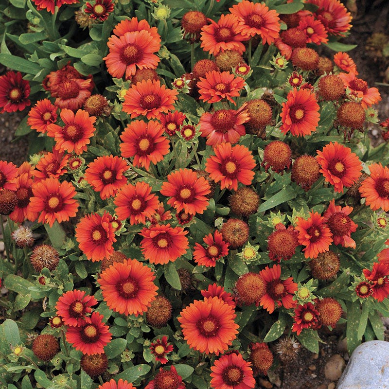 Arizona Red Shades Gaillardia - Image 2
