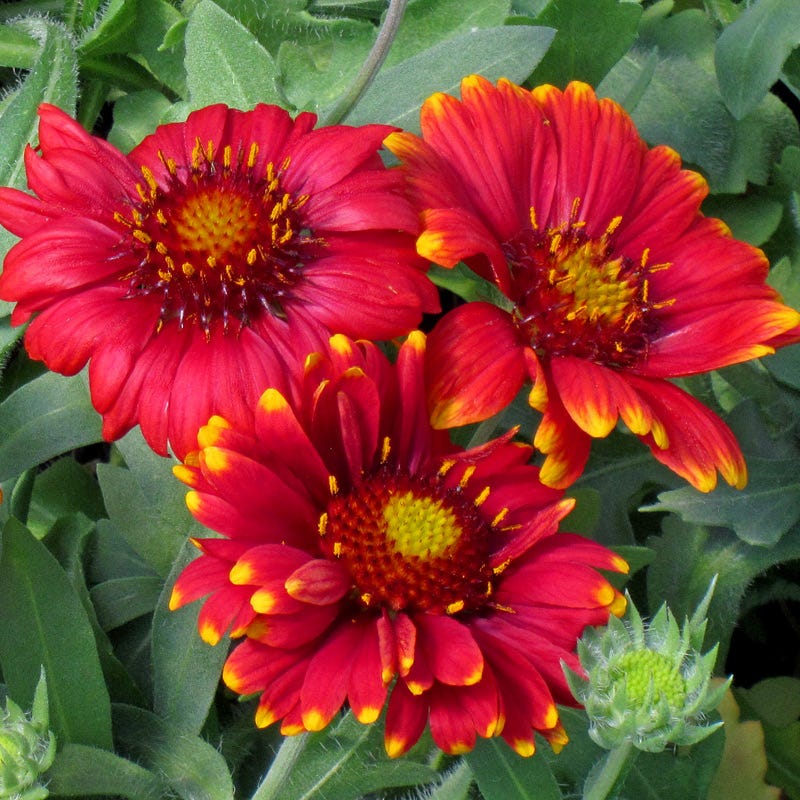 Arizona Red Shades Gaillardia - Image 3