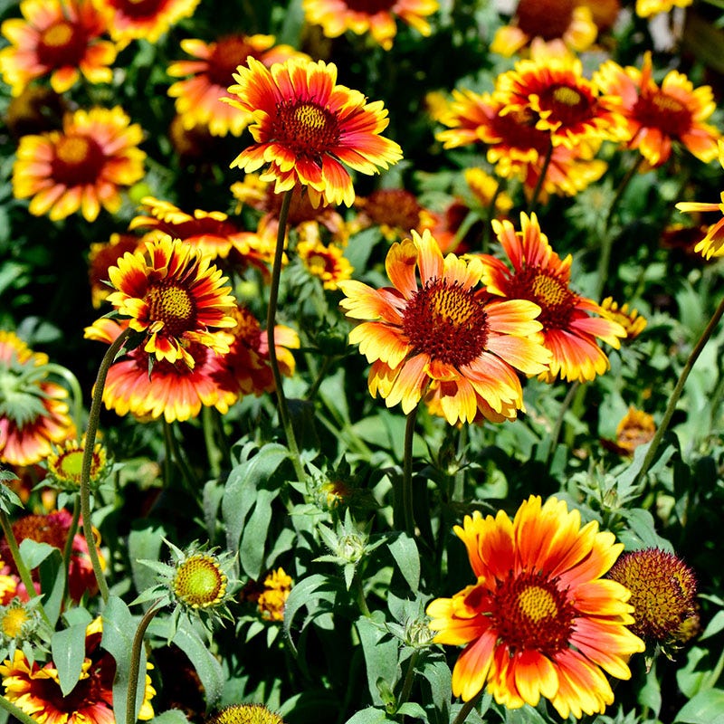 Arizona Sun Gaillardia - Image 4