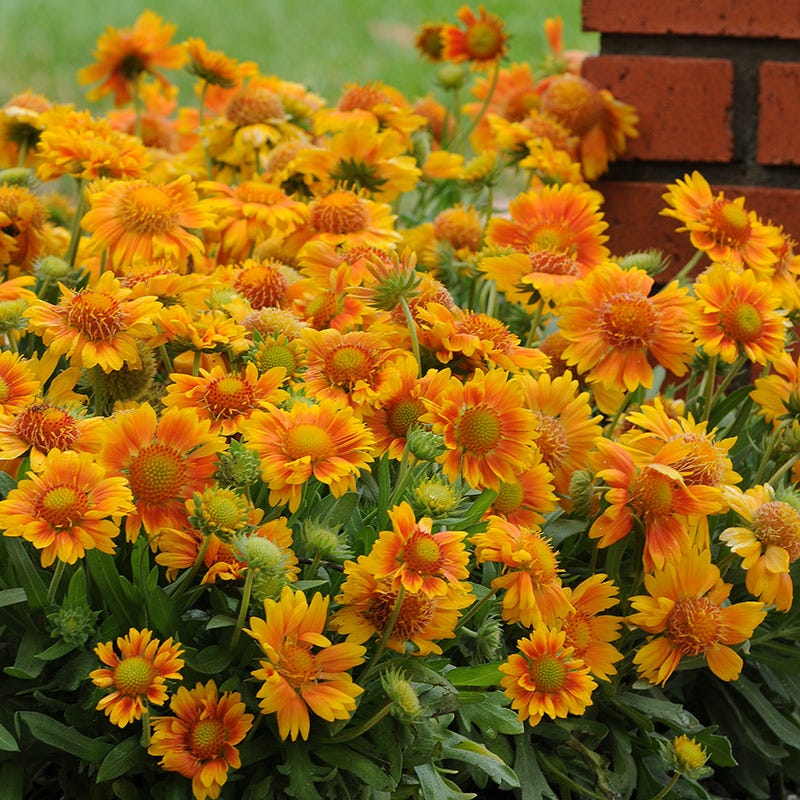 Gaillardia Collection (Blanket Flower) - Image 3