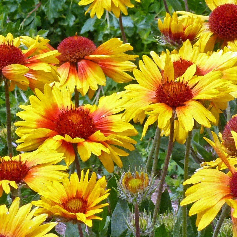 Gaillardia Collection (Blanket Flower) - Image 4