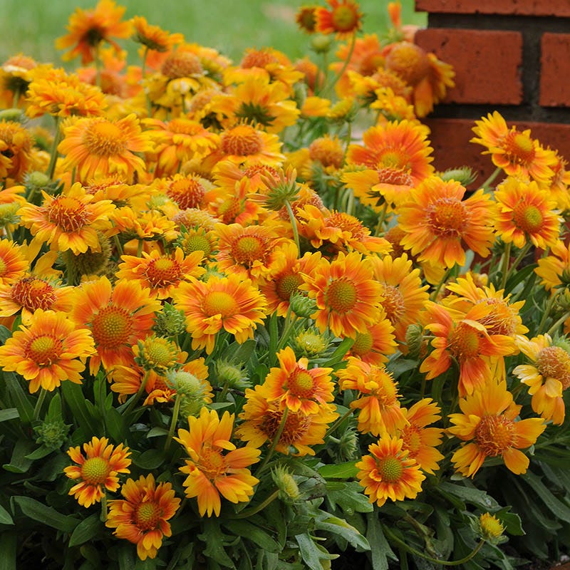 Mesa™ Peach Gaillardia - Image 2