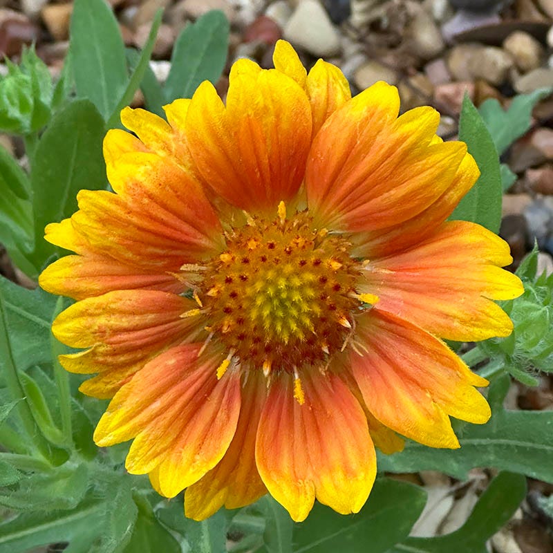 Mesa™ Peach Gaillardia - Image 3