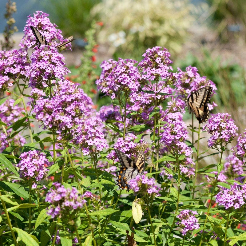 Jeana Garden Phlox - Image 3