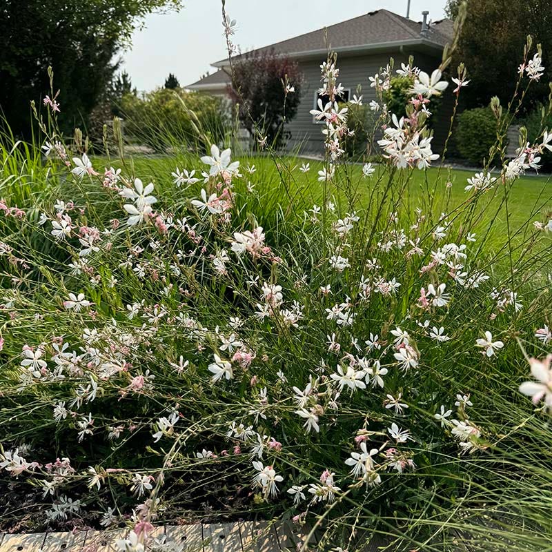 Intermountain Beauty Gaura - Image 2
