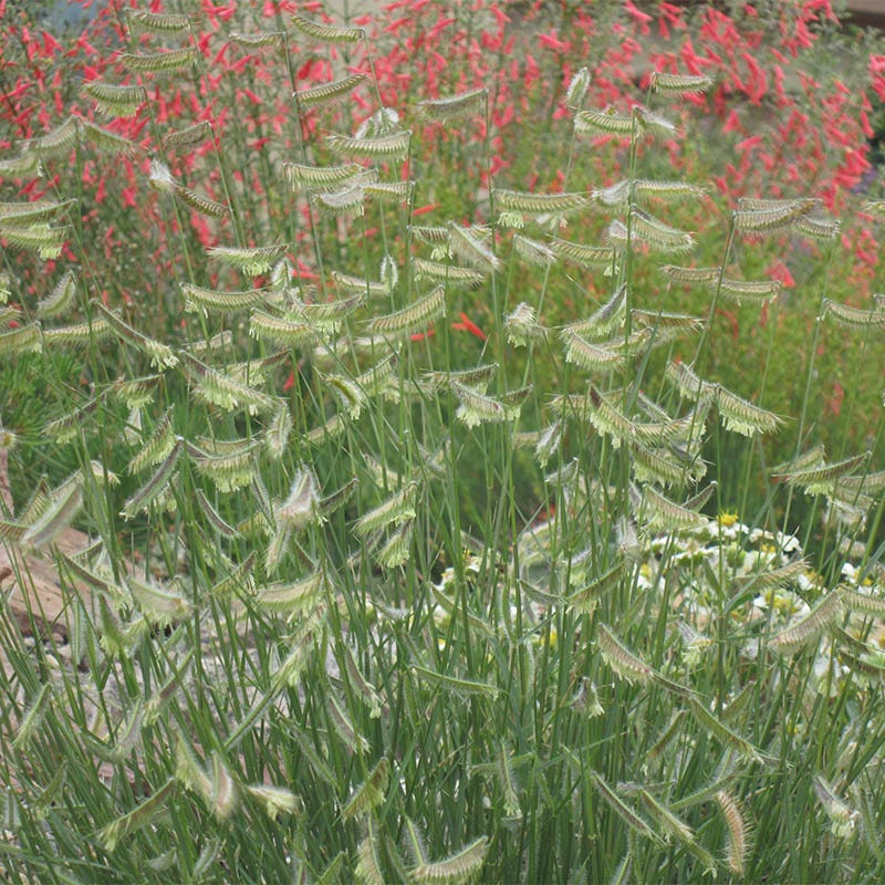 Hairy Grama Grass - Image 2