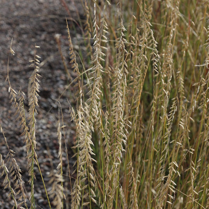 Sideoats Grama Grass - Image 4