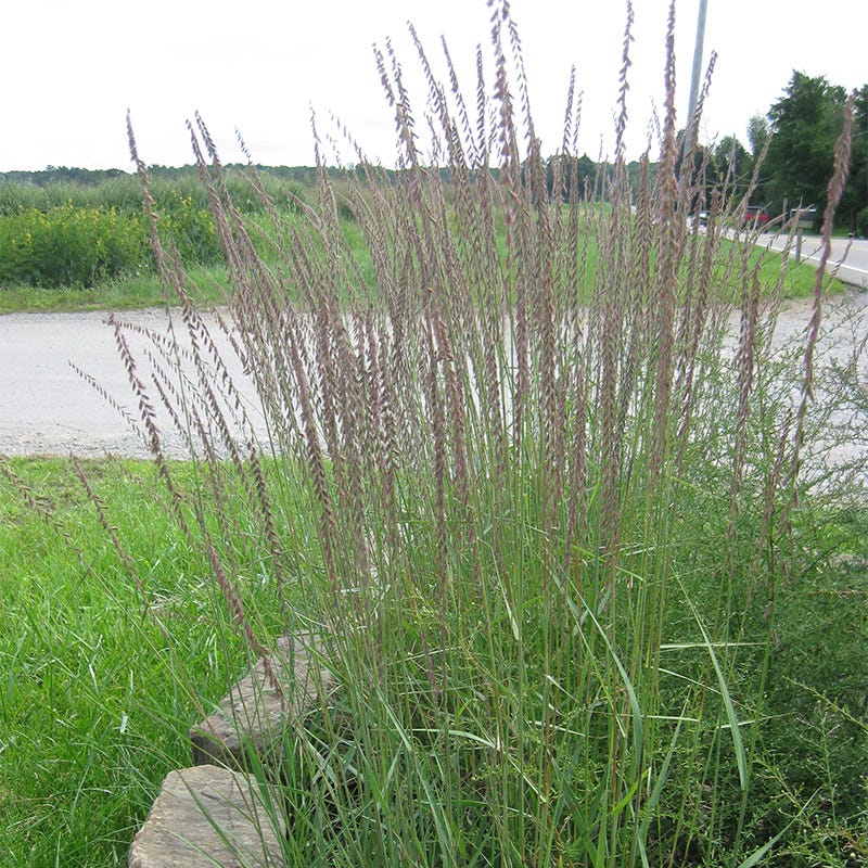Sideoats Grama Grass - Image 5