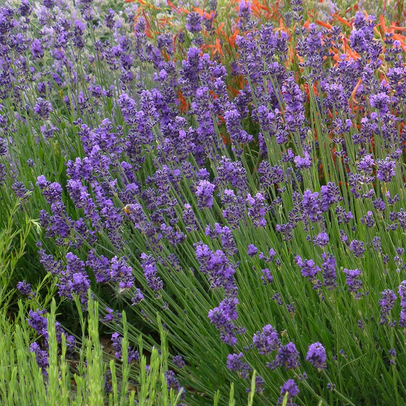 Habitat Hero Birdwatcher Pre-Planned Garden - Image 14