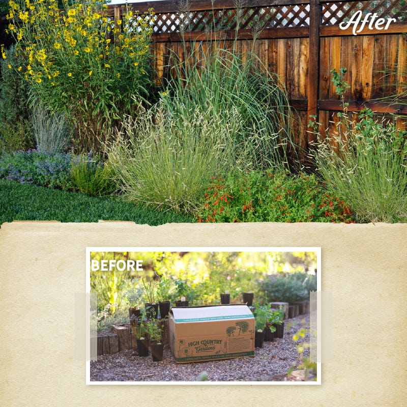 Habitat Hero Birdwatcher Pre-Planned Garden - Image 4