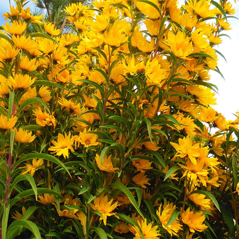 Habitat Hero Birdwatcher Pre-Planned Garden - Image 8