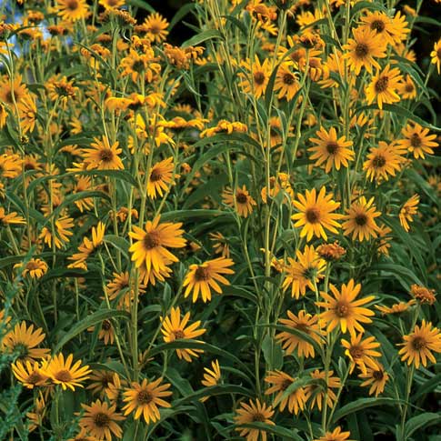 Dakota Sunshine Maximilian's Sunflower (Helianthus) - Image 3