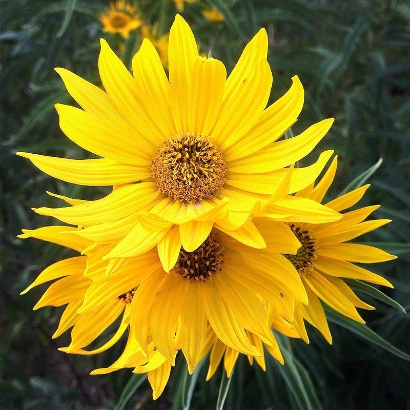 Santa Fe Maximilian's Sunflower (Helianthus) - Image 6