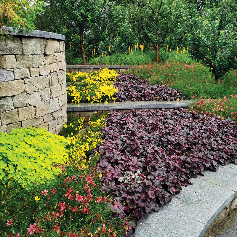 Midnight Rose Coral Bells - Image 4