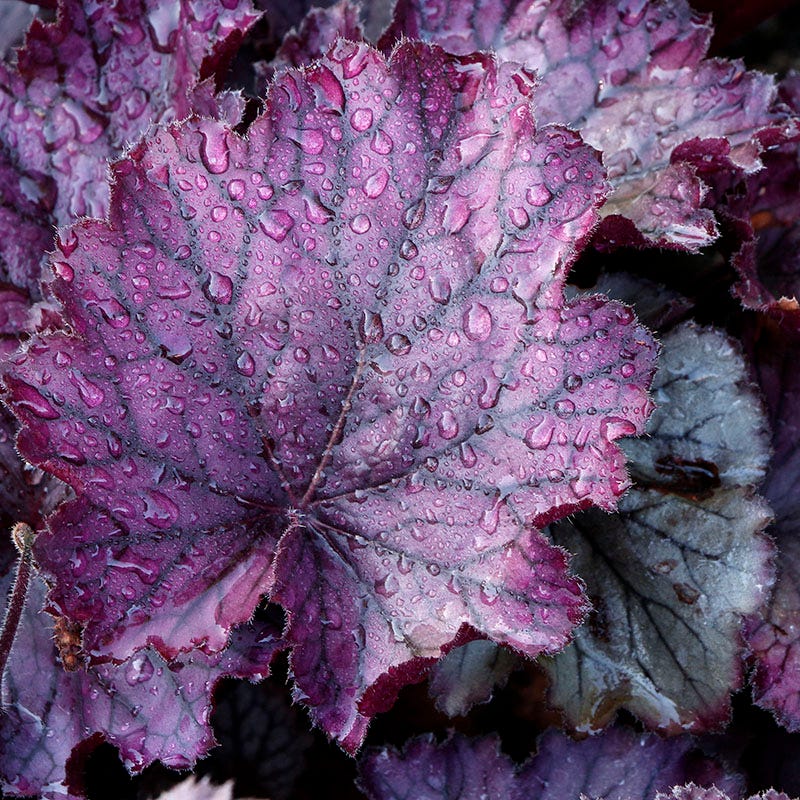 Northern Exposure™ Purple Coral Bells - Image 2