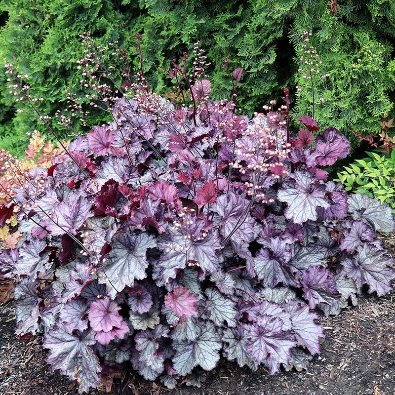 Northern Exposure™ Purple Coral Bells - Image 3