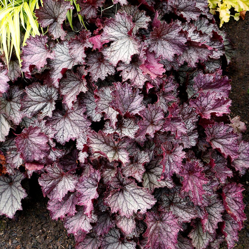 Northern Exposure™ Purple Coral Bells - Image 4