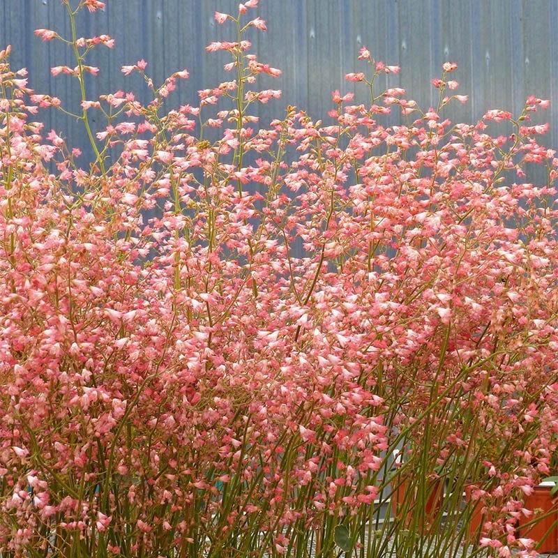 Weston Pink Coral Bells - Image 2