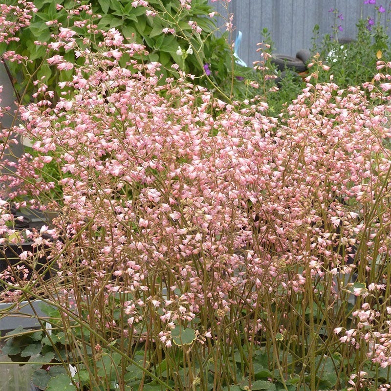 Weston Pink Coral Bells - Image 3