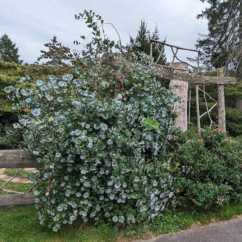 Kintzley's Ghost® Honeysuckle Vine - Image 3