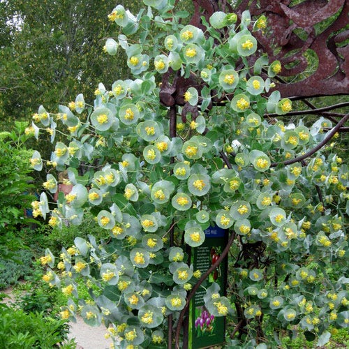 Kintzley's Ghost® Honeysuckle Vine - Image 4