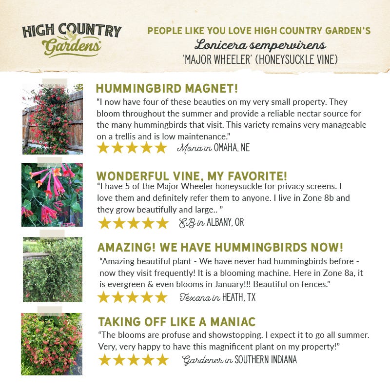 Major Wheeler Honeysuckle Vine - Image 4