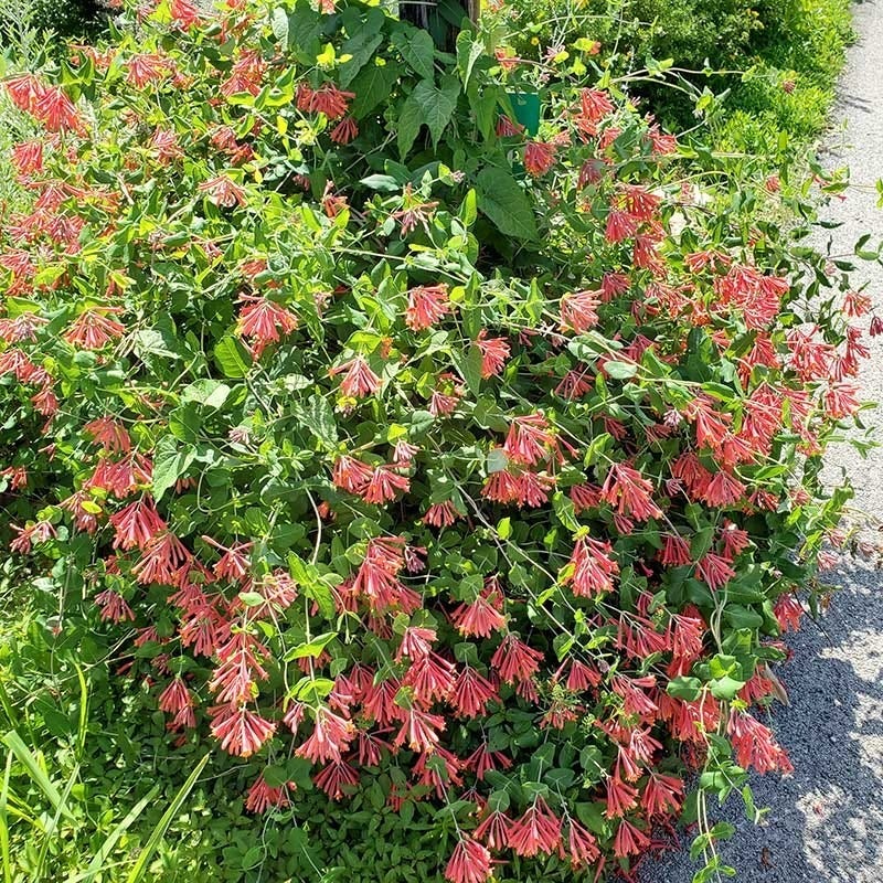 Major Wheeler Honeysuckle Vine - Image 5