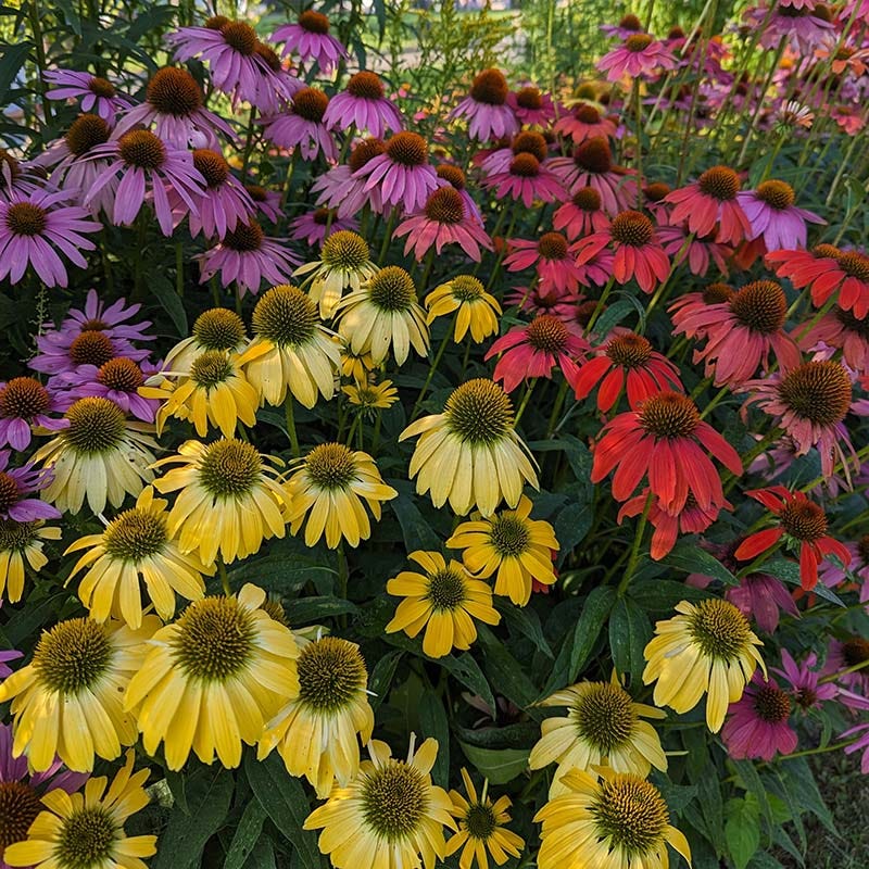 Hummingbird Attracting Collection For The East & Midwest - Image 5