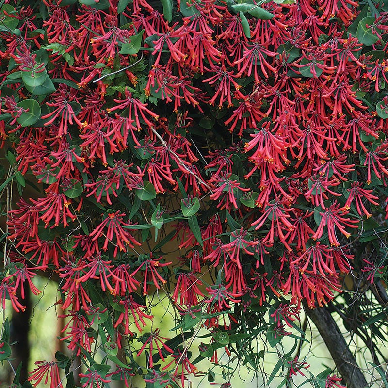 Hummingbird Attracting Collection For The East & Midwest - Image 6