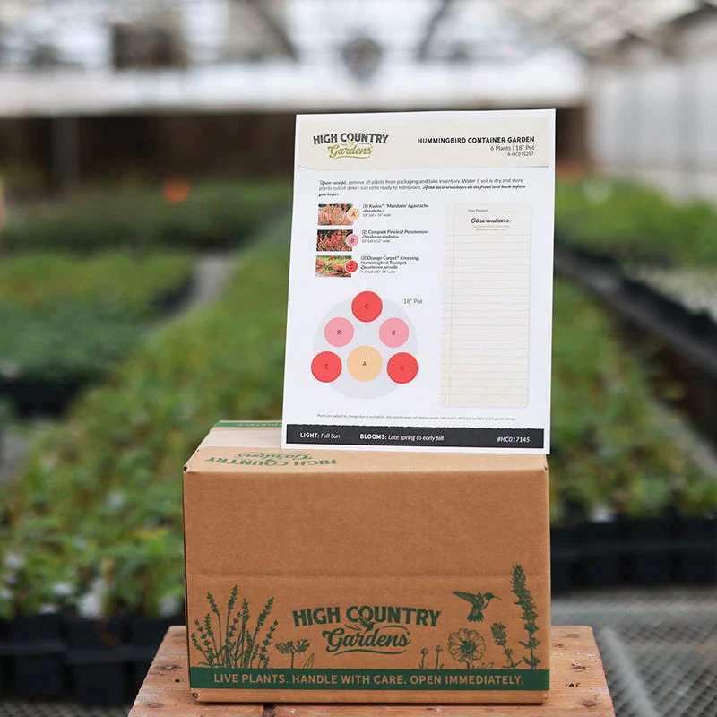 Hummingbird Container Garden - Image 3