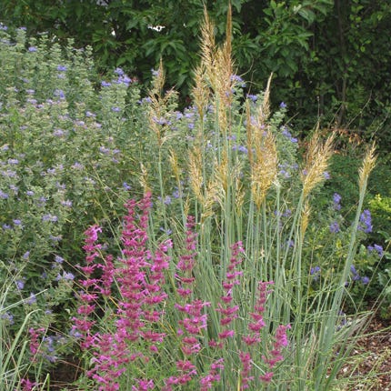 Native Southwest Songbird Pre-Planned Garden - Image 17