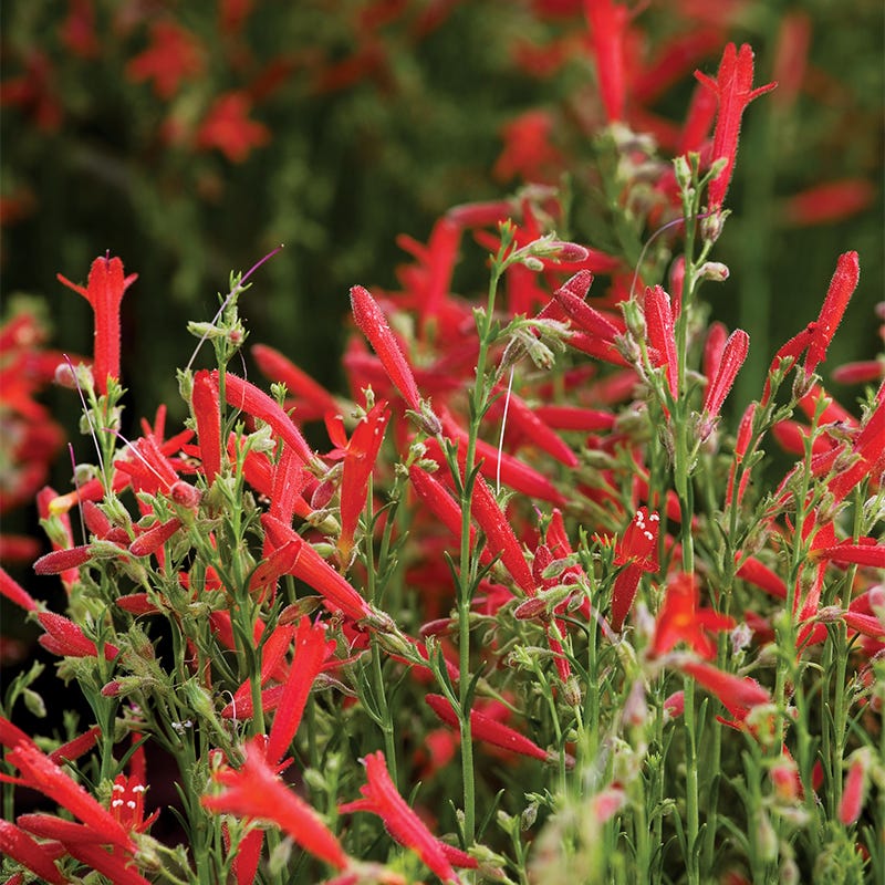 Hummingbird Container Garden - Image 7
