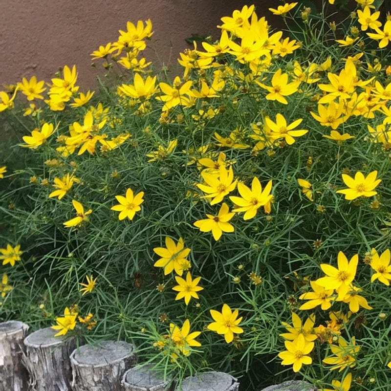 Jumbo Waterwise Pre-Planned Garden For The West Coast - Image 7