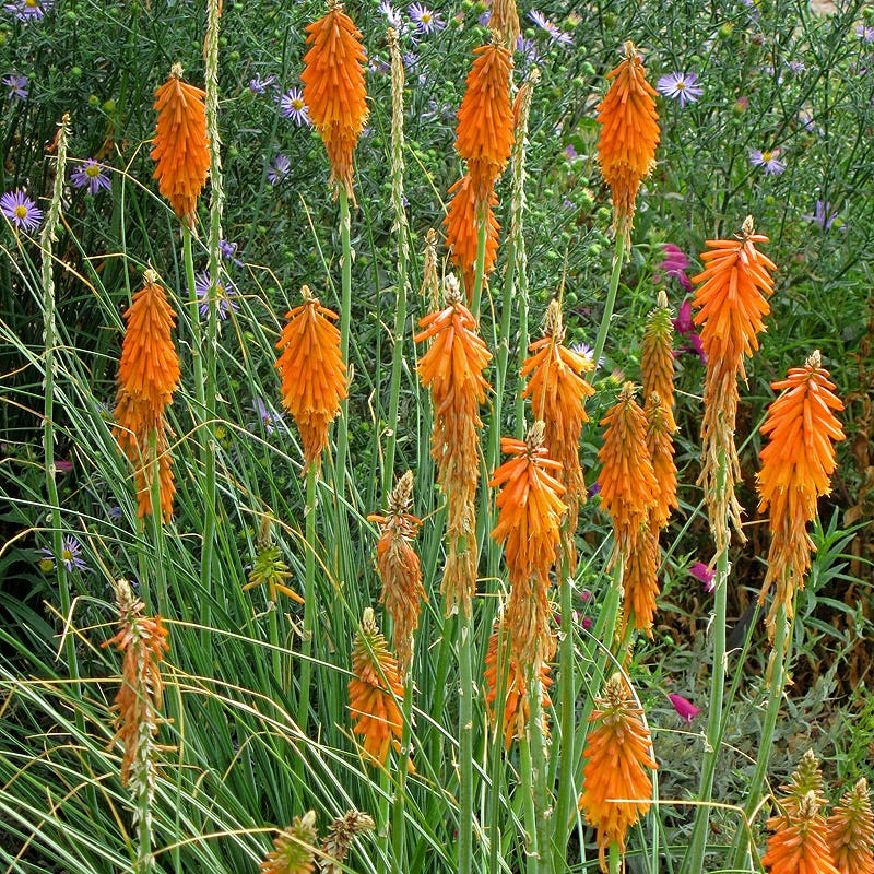 Dwarf Red Hot Poker - Image 3