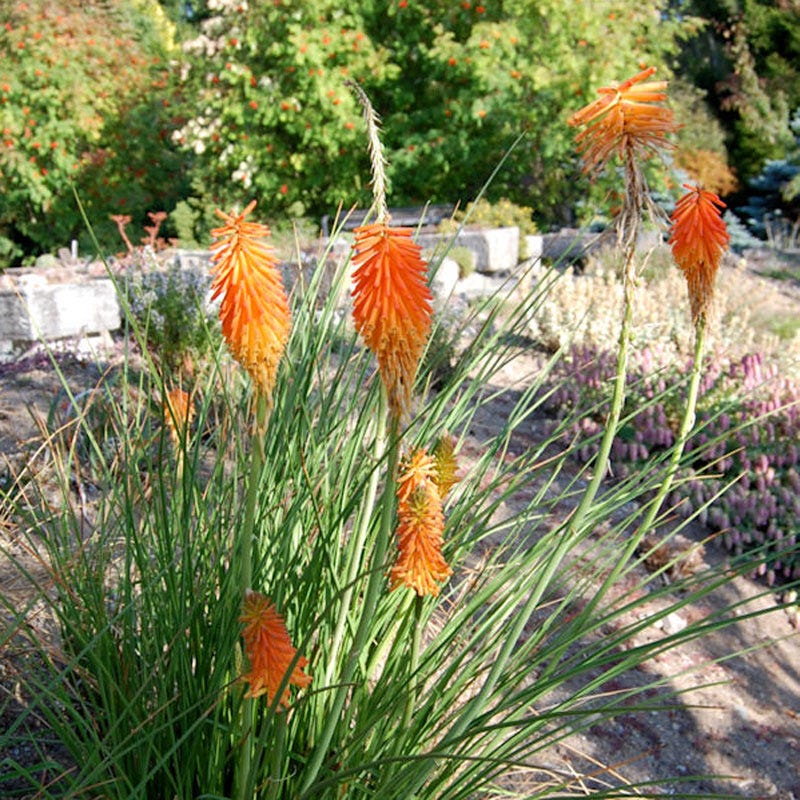 Dwarf Red Hot Poker - Image 5