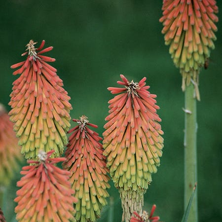 Fire Dance Red Hot Poker - Image 3