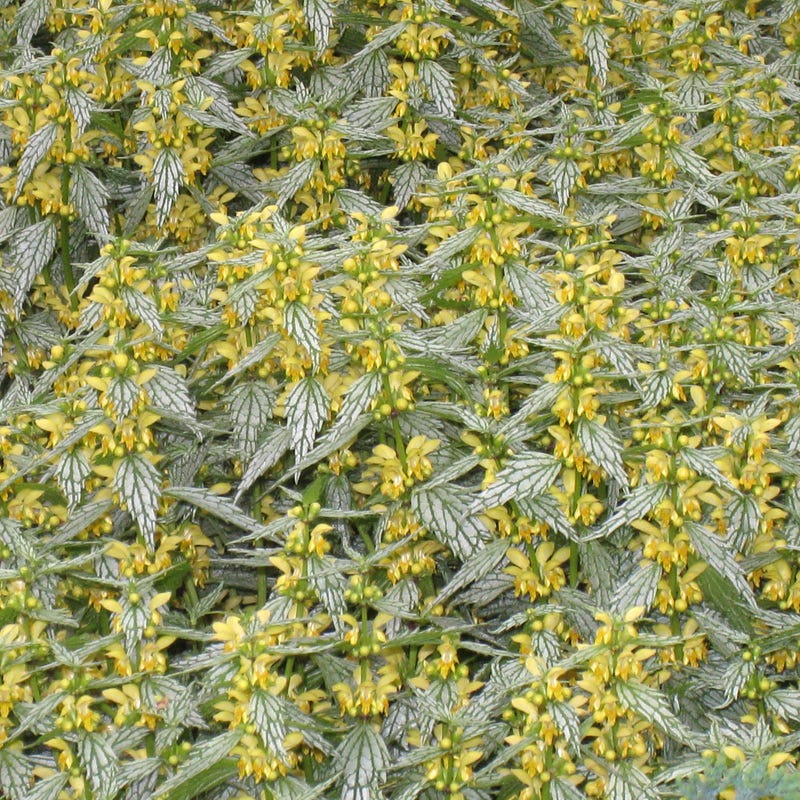 Herman's Pride Archangel (Lamiastrum) - Image 2