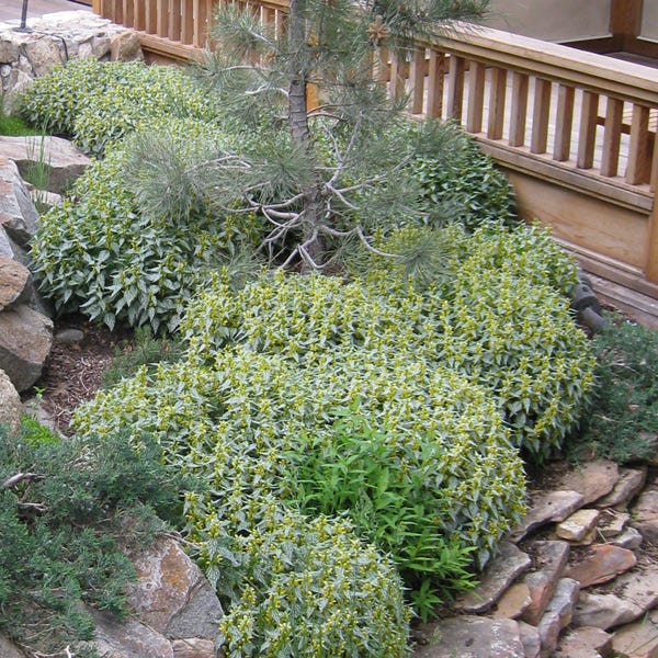 Herman's Pride Archangel (Lamiastrum) - Image 3