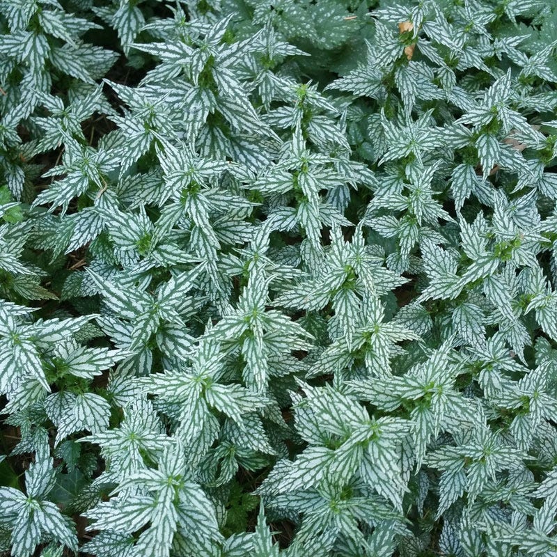 Herman's Pride Archangel (Lamiastrum) - Image 4