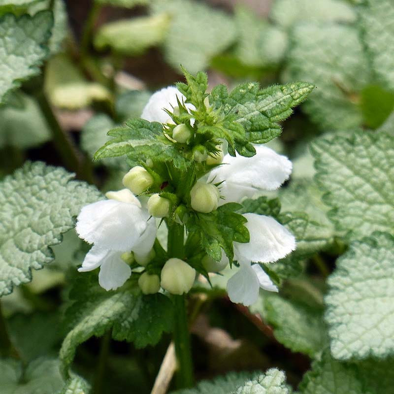 White Nancy Lamium - Image 2
