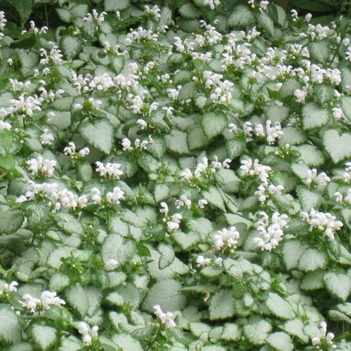 White Nancy Lamium - Image 4