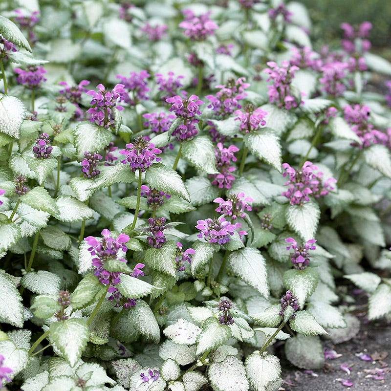 Orchid Frost Lamium - Image 2