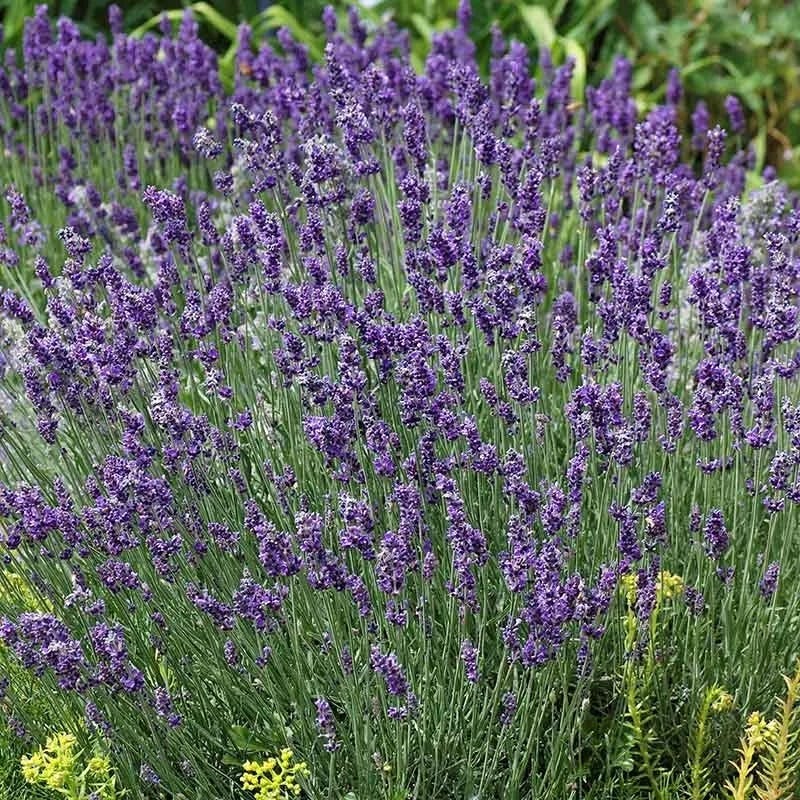 Buena Vista English Lavender - Image 3