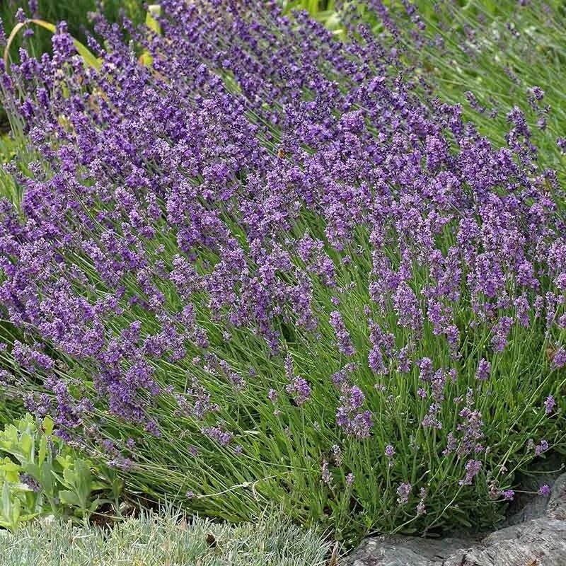 Buena Vista English Lavender - Image 4
