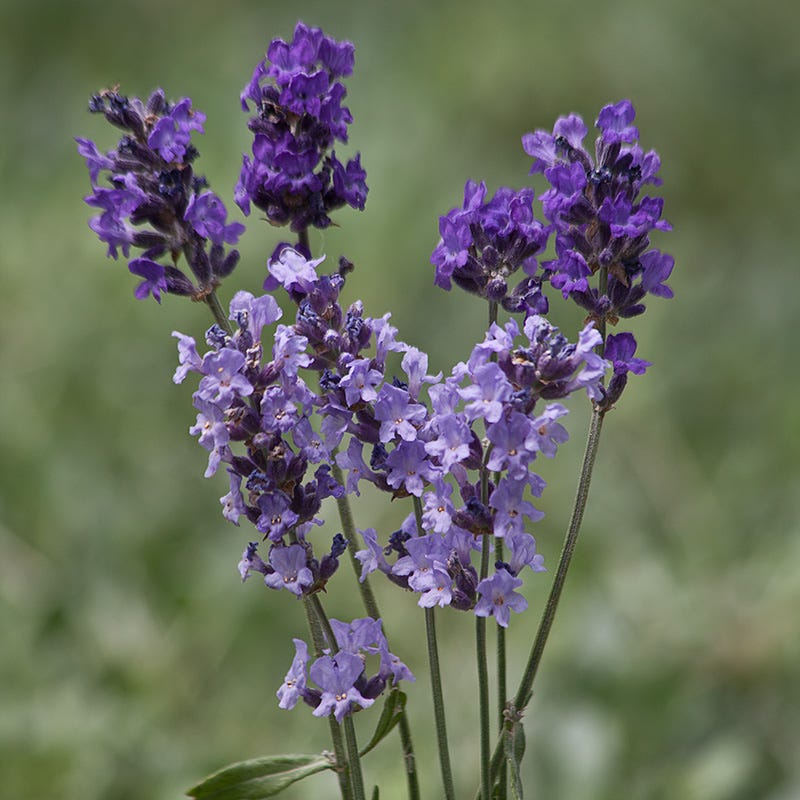 Buena Vista English Lavender - Image 5