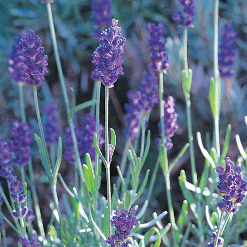 Mitcham Gray English Lavender - Image 2