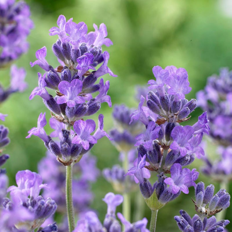 Munstead Violet English Lavender - Image 2