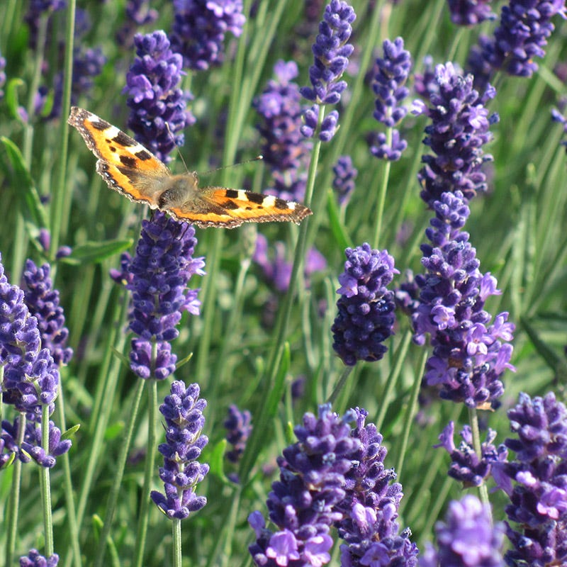 Munstead Violet English Lavender - Image 3