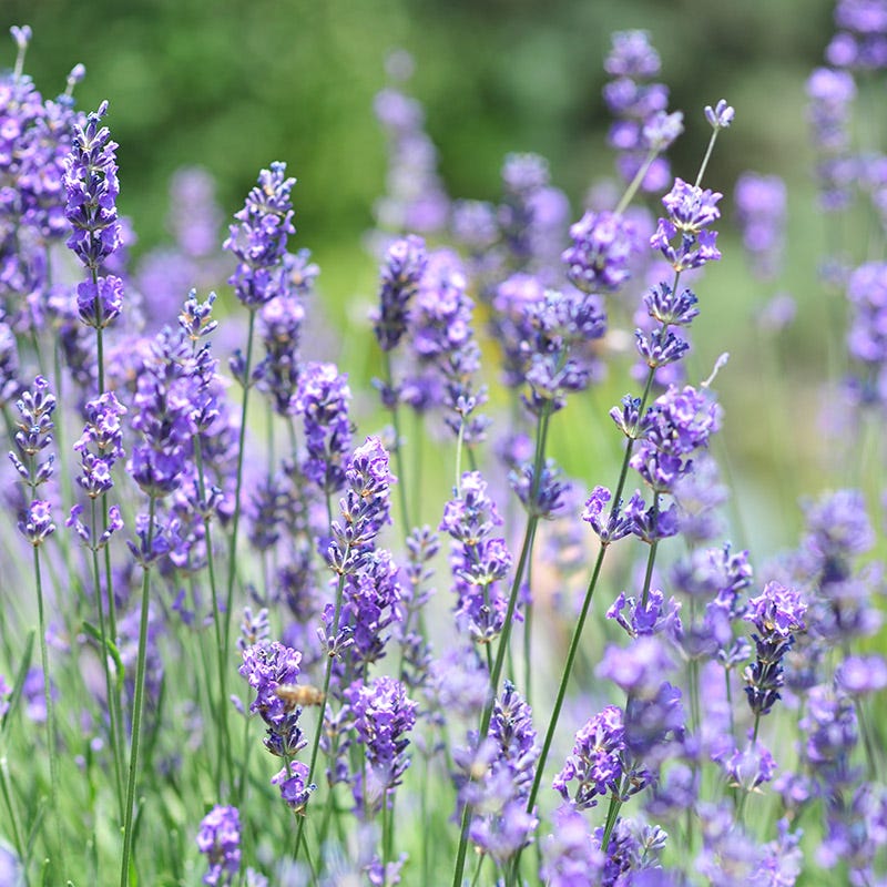 Vera English Lavender - Image 3